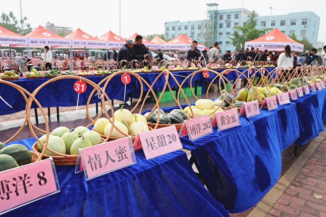 临沂沂河新区第六届甜瓜文化旅游节启幕​
